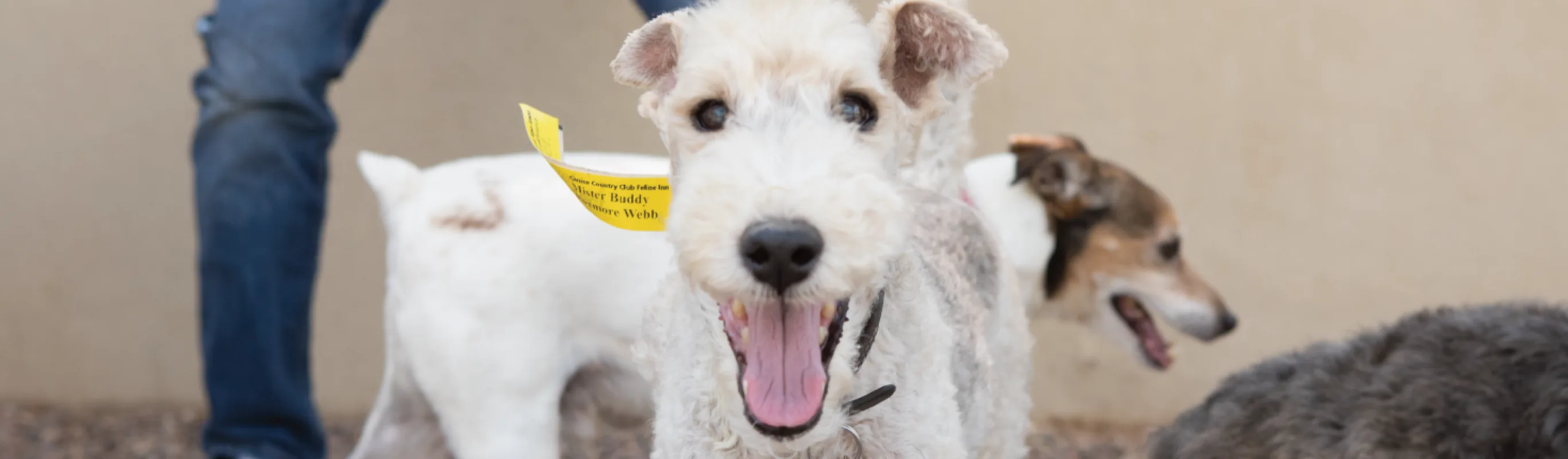 Happy dog up close with its mouth open